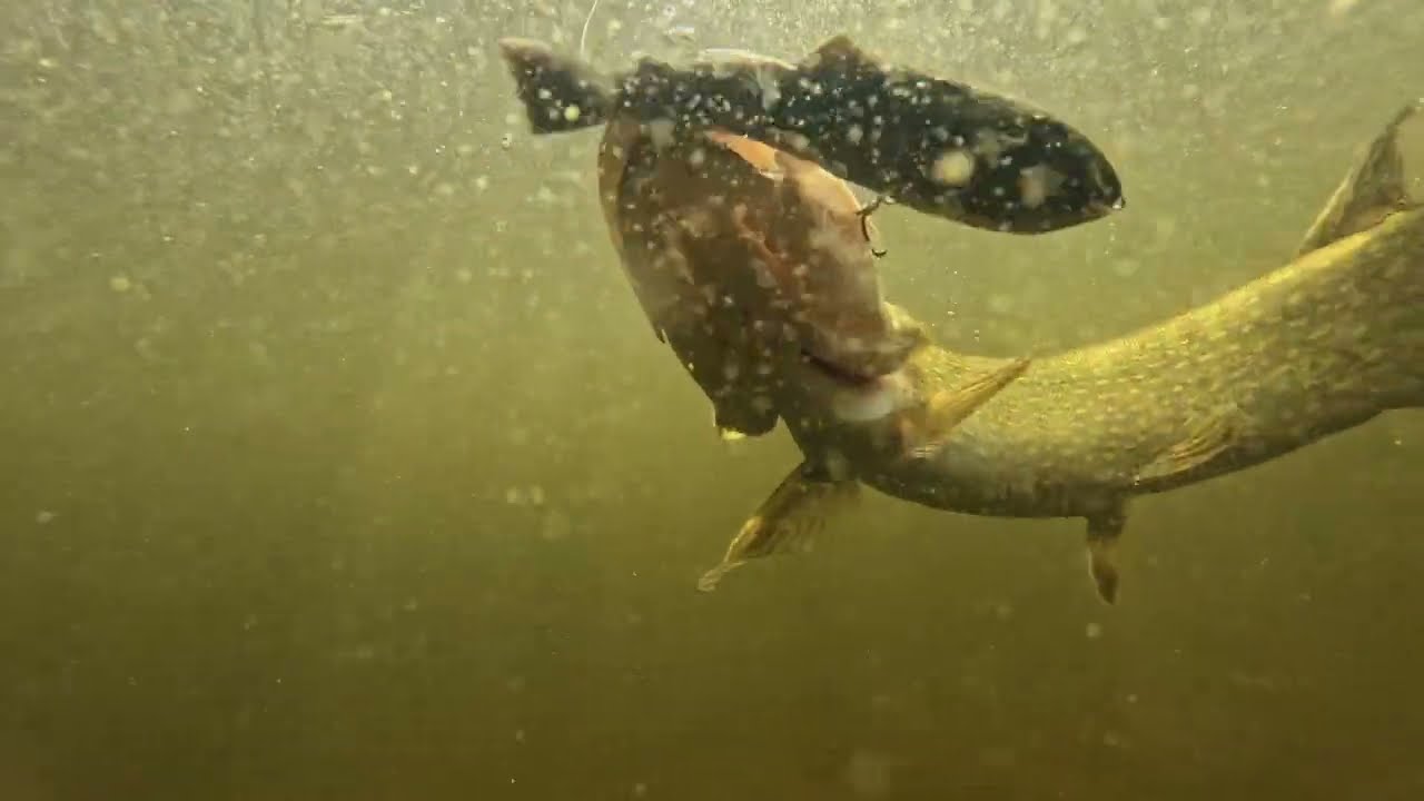 Pulz Bait - the First true innovation in lures for decades