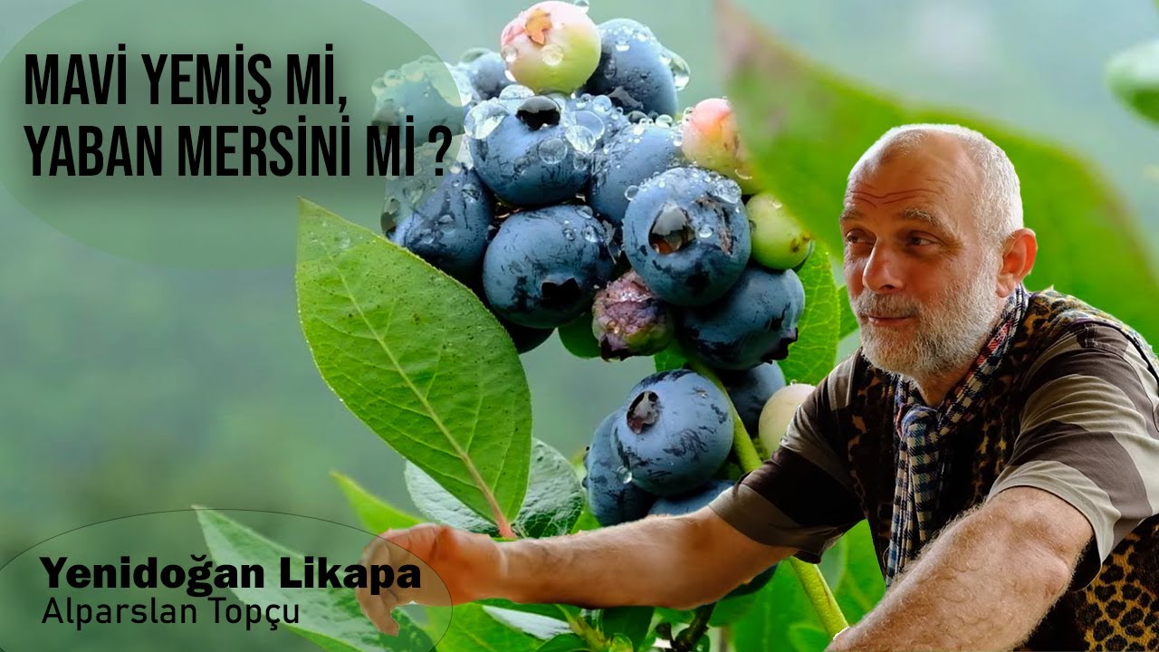 Mavi Yemiş (Blueberry) Hasat Süreci - Mucizevi Meyve Likapa - Rize