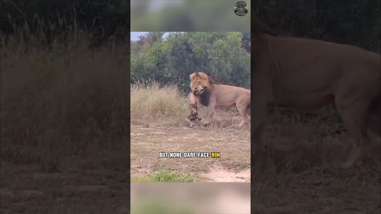 Lion's Revenge: A Wild Encounter