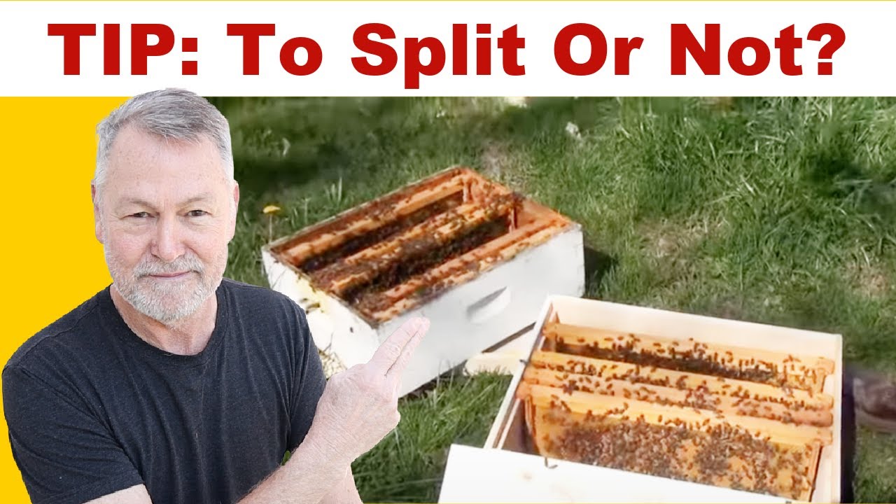 Beekeeping Secrets: How to Prevent Splits and Get More Honey