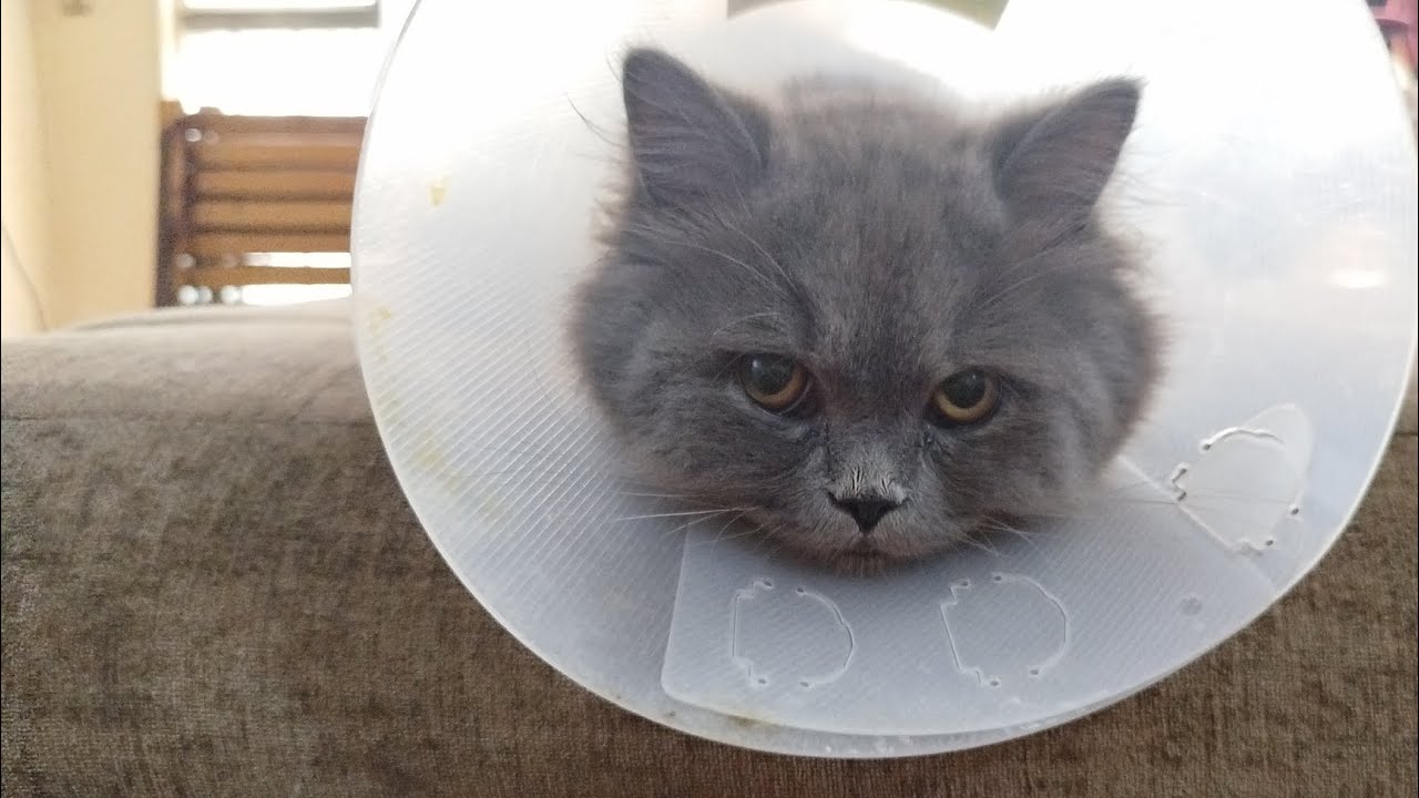 كاندي عمل عملية التعقيم😿 تعليمات قبل وبعد عملية التعقيم للقطط 👌🐈