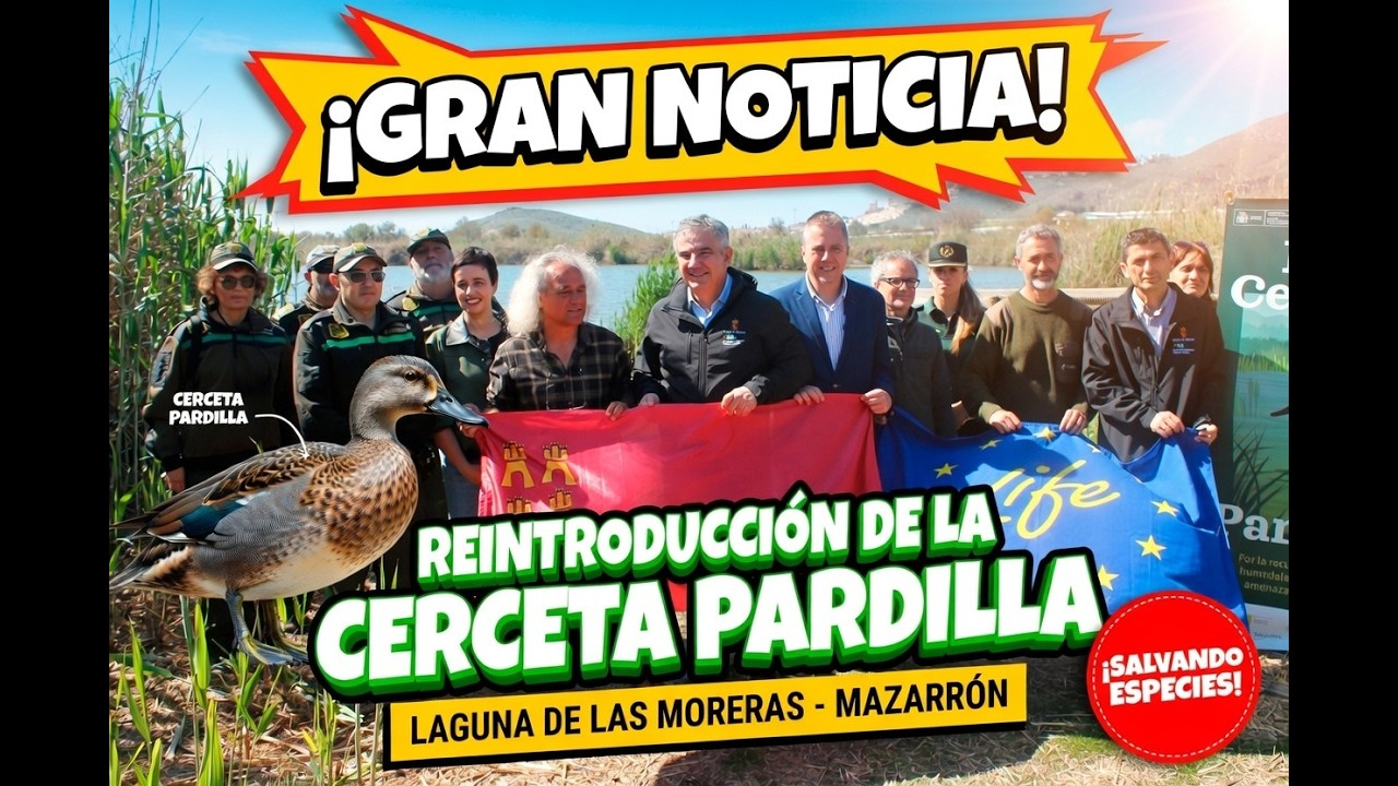 ¡Éxito Total! Reintroducen la Cerceta Pardilla en la Laguna de las Moreras