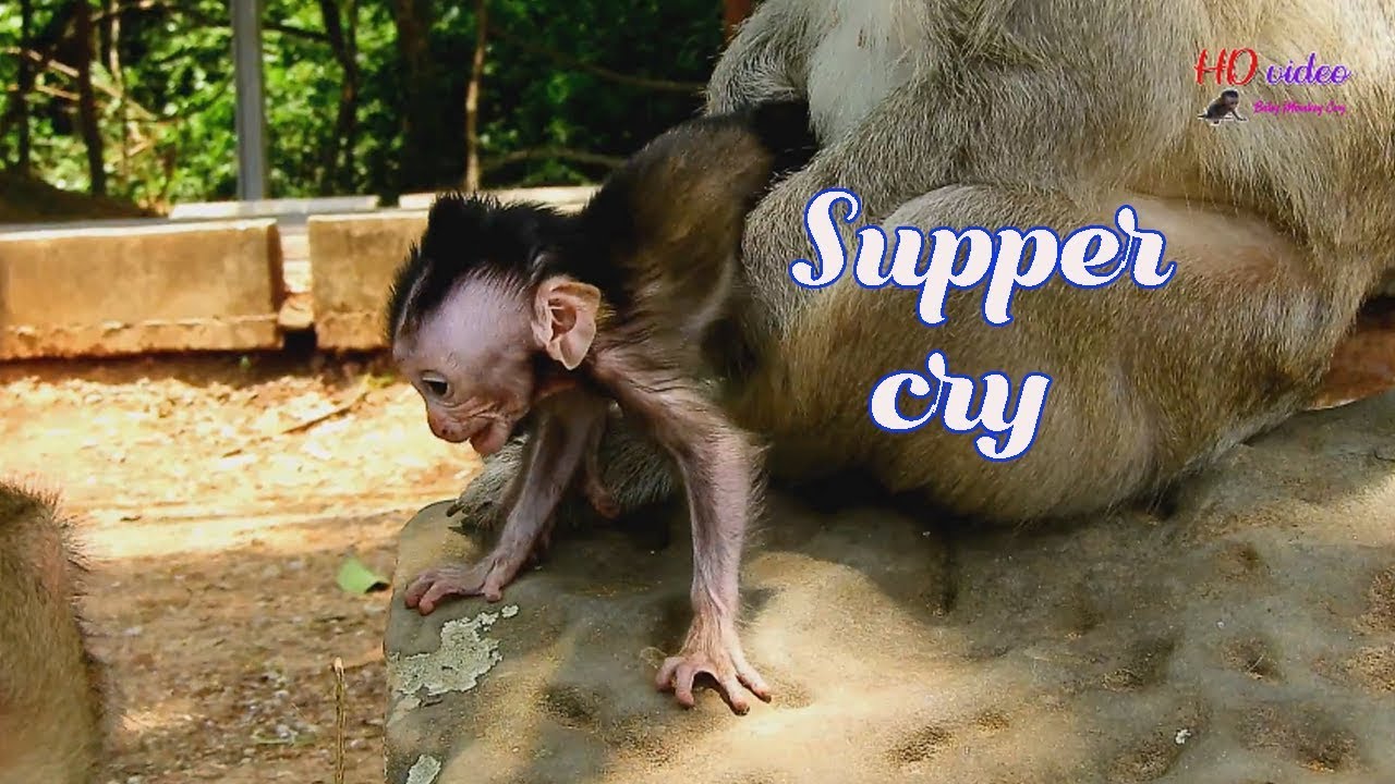 P3-Poor baby monkey Malo supper cry cuz scare Cruella & hungry milk too much-But Cruella not release