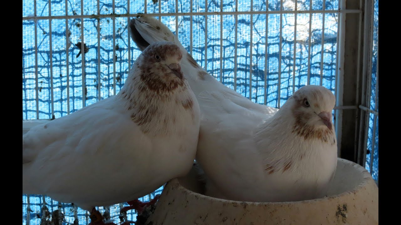 Iranian High Flying Pigeons  ( Mahroohaa)