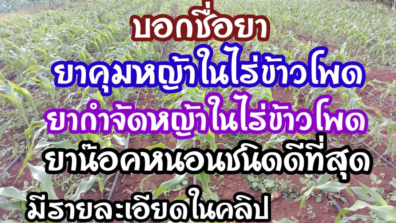 วิธีใช้ยาคุมหญ้าในไร่ข้าวโพด  บอกชื่อยากำจัดหญ้า ยากำจัดหนอนชนิดที่ดีที่สุดใช้แล้วเห็นผล