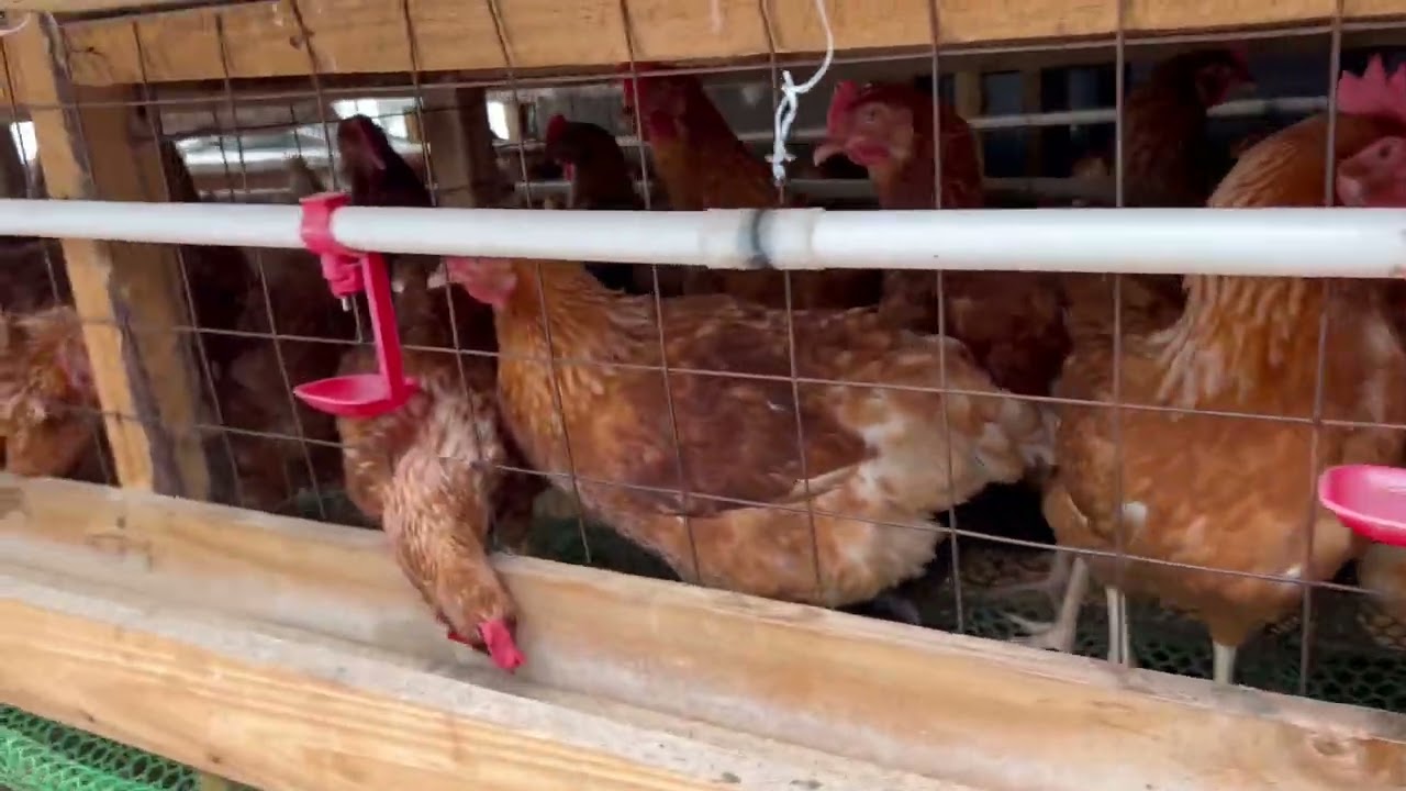 NAMNA YA KULEA KUKU WA MAYAI ILI WATAGE NDANI YA WEEK 18