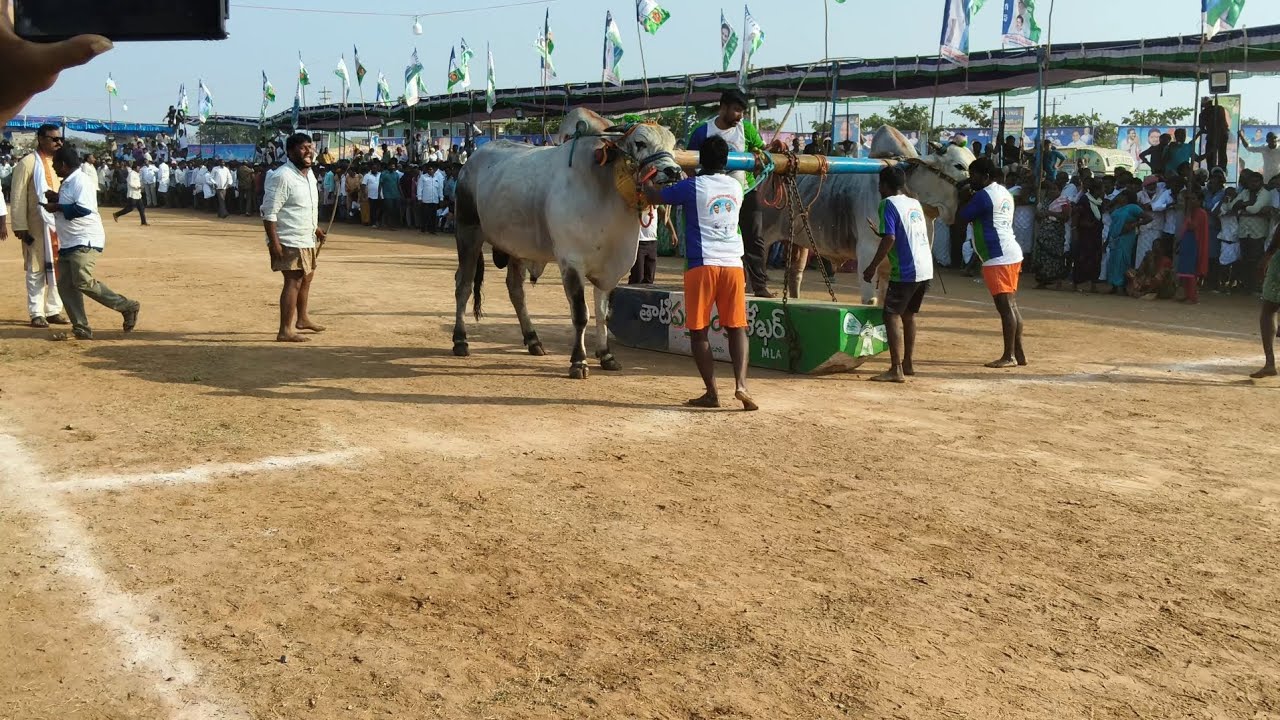 #yerragondapalem#eddulu pandalu#ysrcp#Sankranti sambaralu
