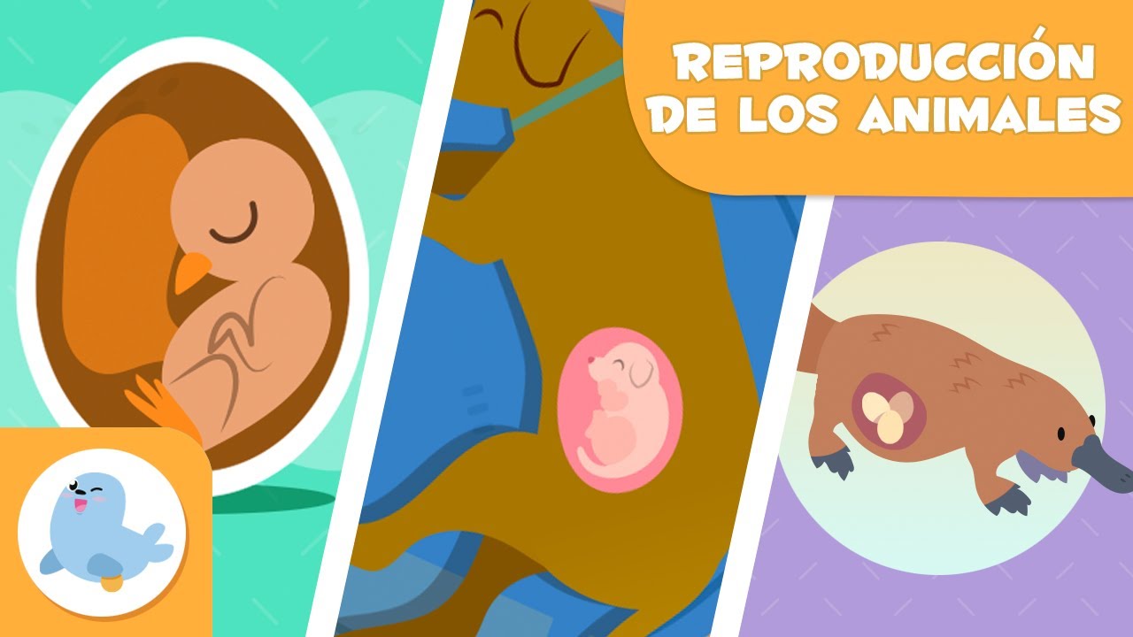 REPRODUCCIÓN de los ANIMALES 🐶🐦 SEXUAL Y ASEXUAL 🥚🤰🏻 OVÍPAROS, VIVÍPAROS Y OVOVIVÍPAROS