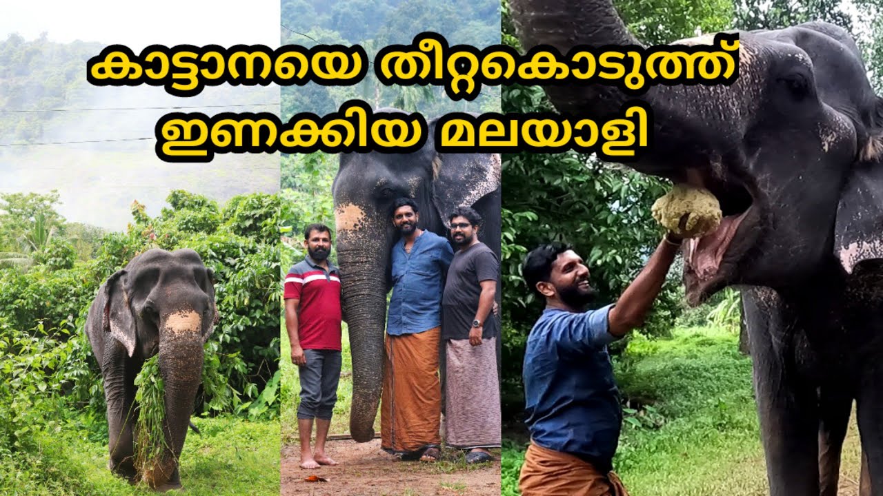 കാട്ടാനയെ തീറ്റകൊടുത്ത് ഇണക്കിയ മലയാളി Shreedevi Elephant
