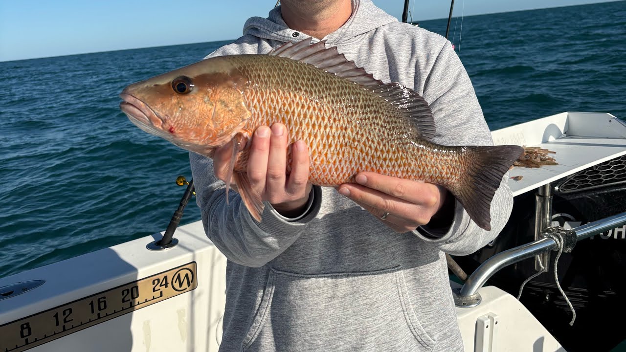 Mangrove Snapper Rig That ALWAYS Works!