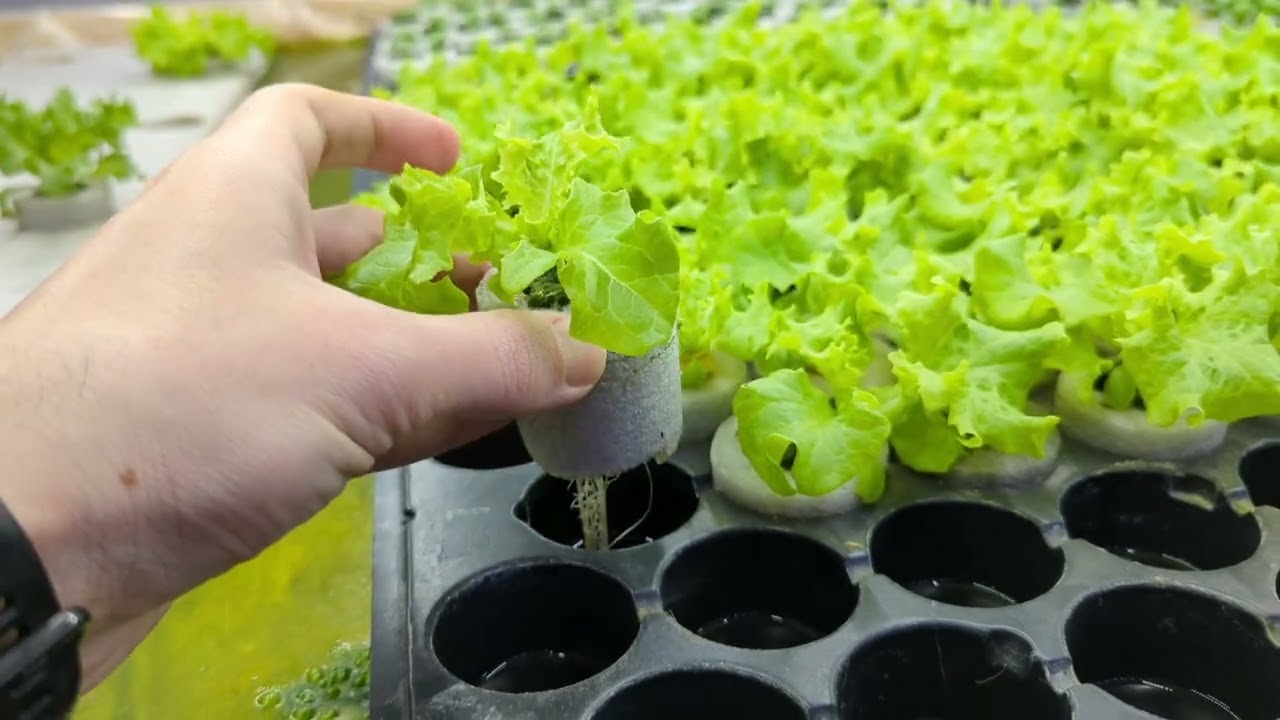 Сити Ферма. Рукола и рассада базилика. City Farm. Rucola and basil seedlings.