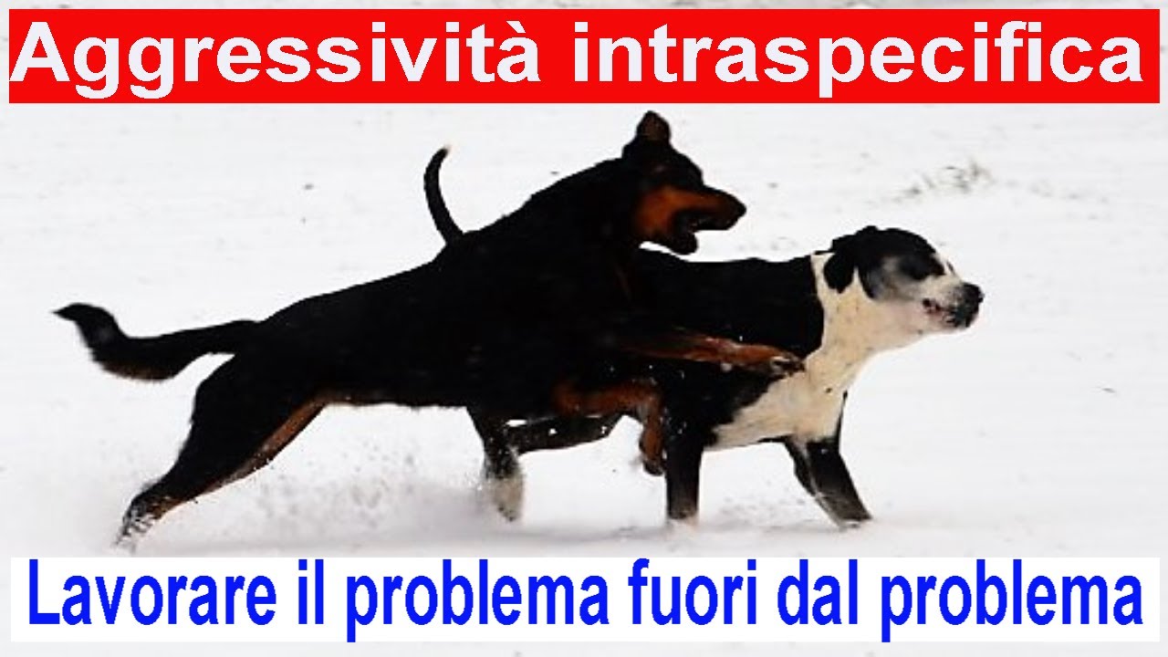 Aggressività intraspecifica. Lavorare il problema fuori dal problema