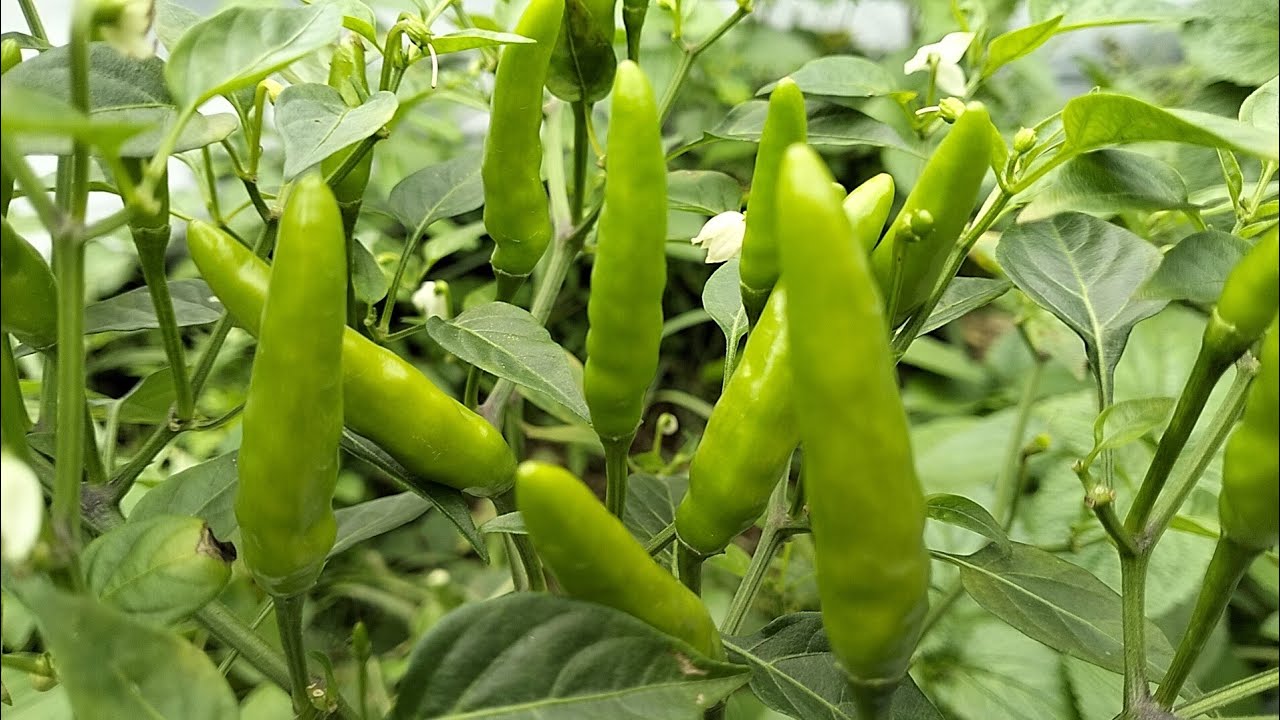 Польза доломитовой извести для растений перца чили F1 в сезон дождей #садоводство #фермерство #еда