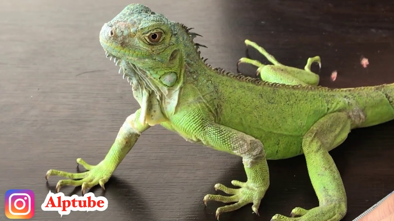 İguana Bakımı / İguana Hakkında Bilgiler