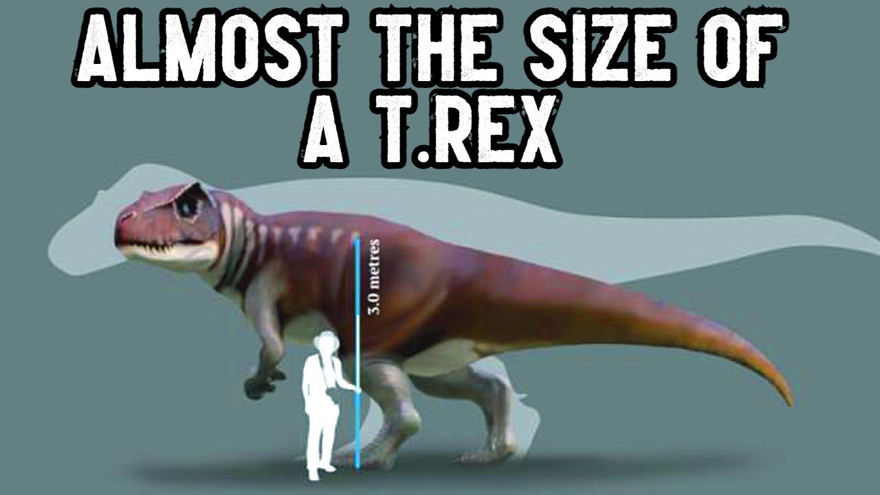 Australia's Largest Theropod