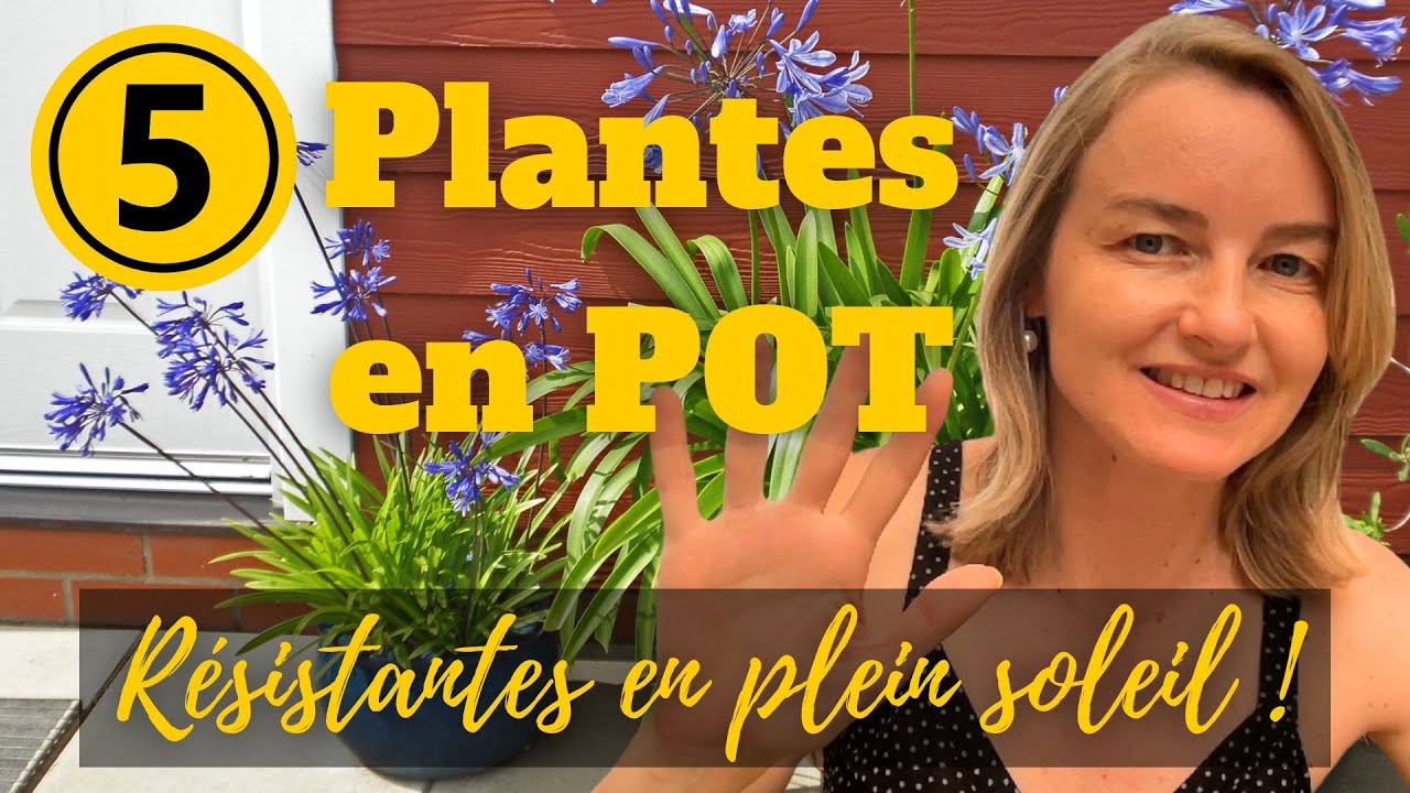 5 plantes en pot résistantes en plein soleil !