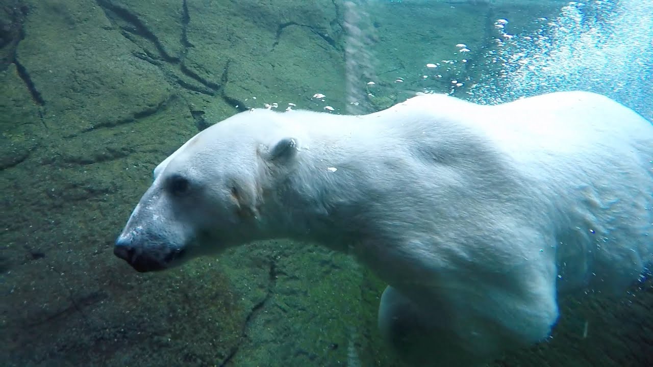 Polar bear research at the Oregon Zoo