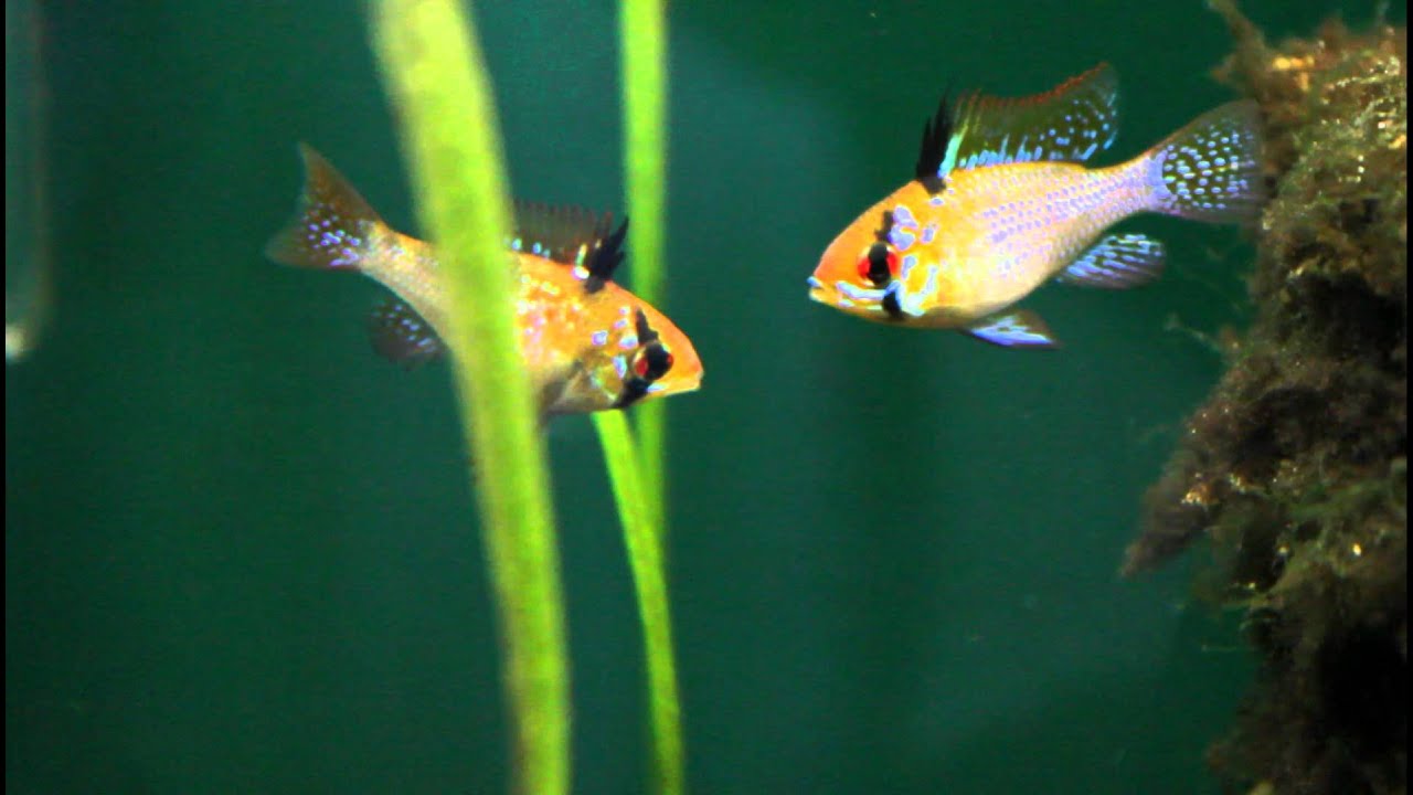 German Blue Ram Courtship and Spawning Behavior!