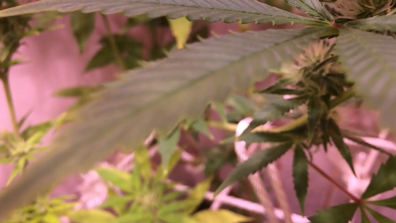 CLOSE UP BUD SHOTS Pt.2 !