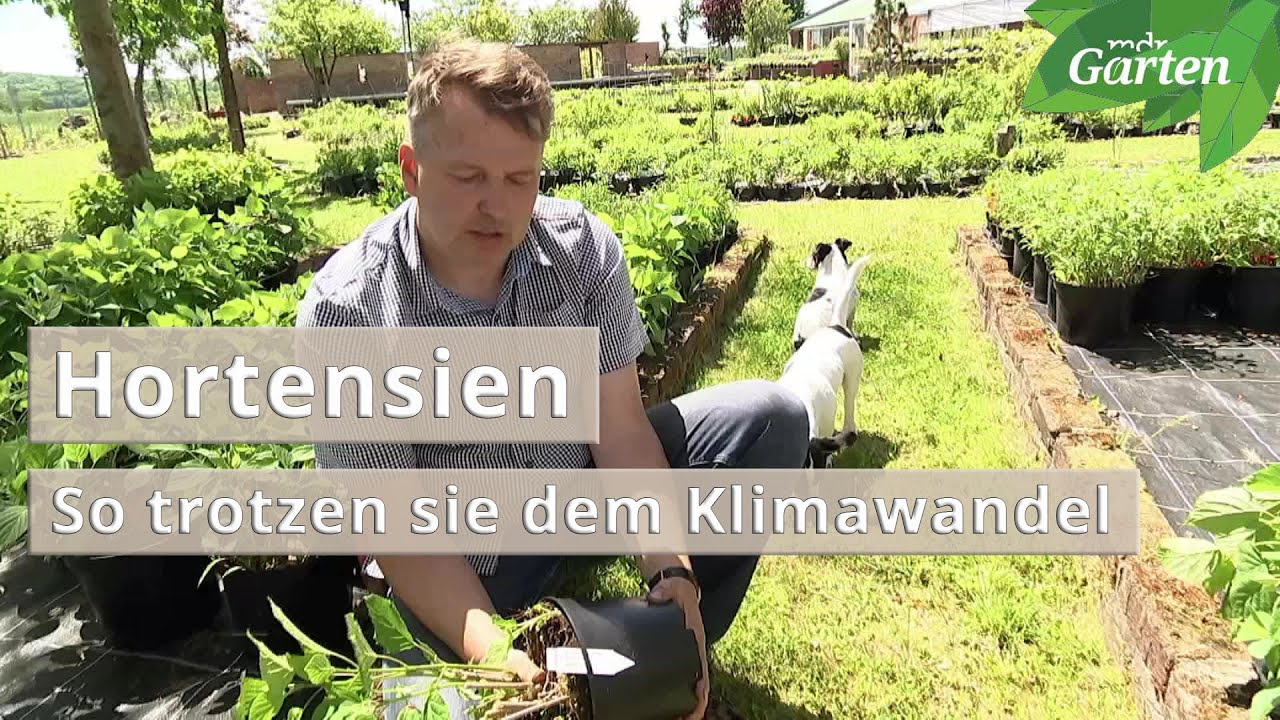 Hortensien sind Überlebenskünstler | MDR