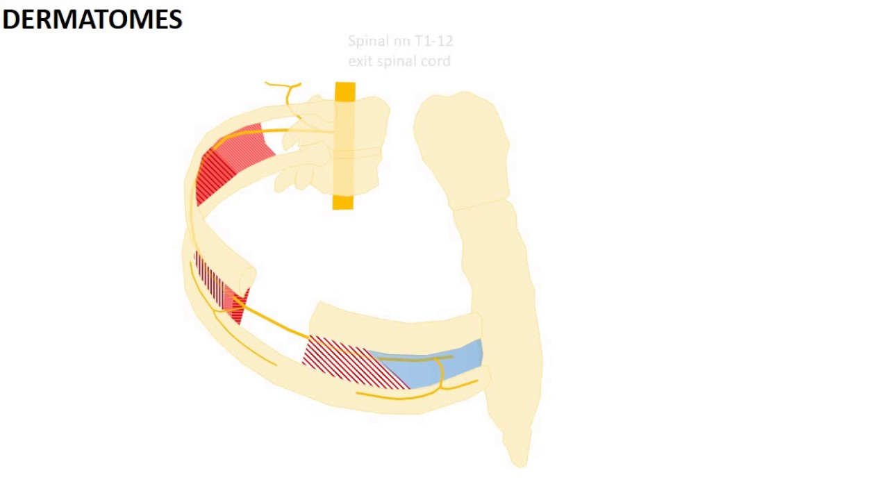 1 Minute Anatomy: Phrenic nerve & Dermatomes