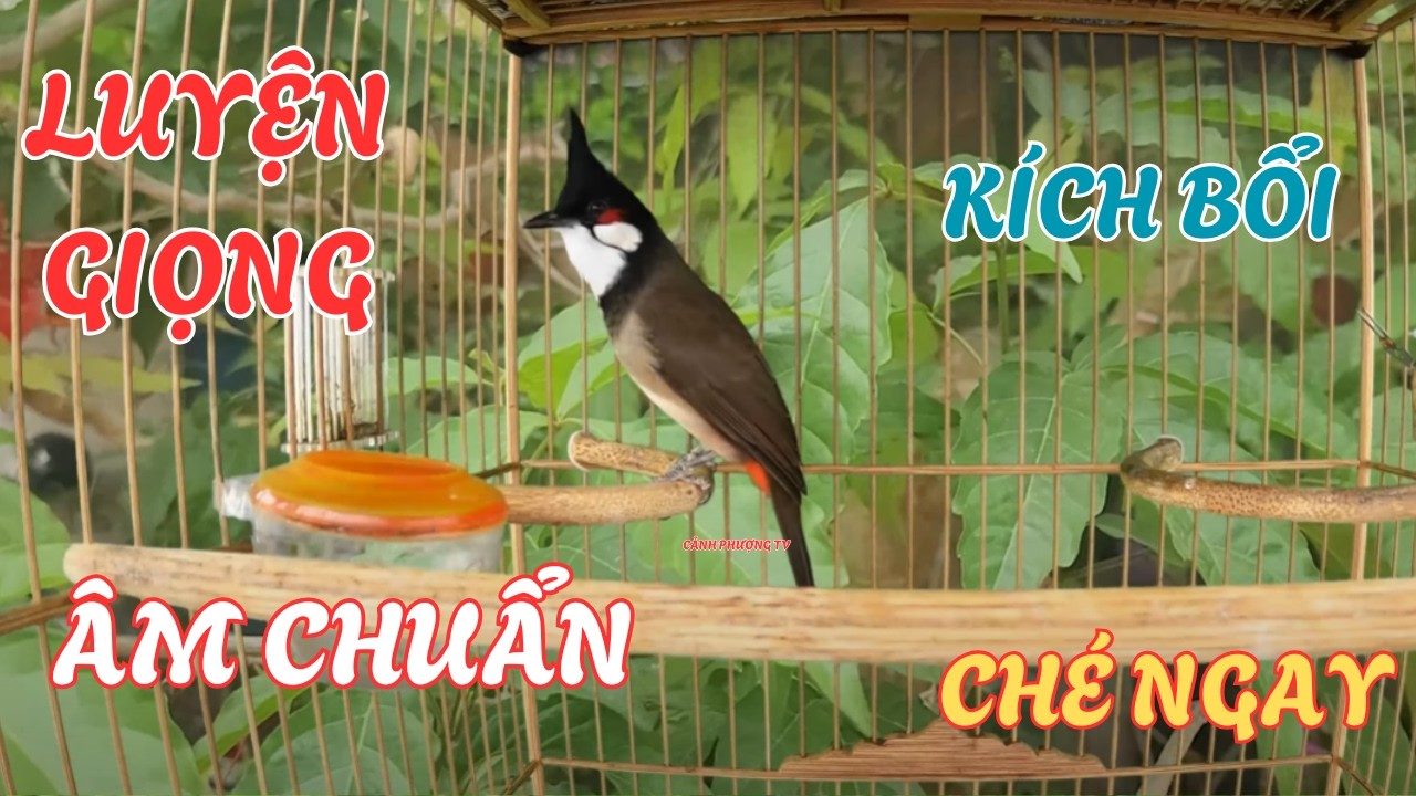 Chào Mào Kích Bổi Lên Lửa!.. Luyện Chào Mào Hót Đấu - Chào Mào Kích Trống Hót Căng Lửa. chào mào đấu