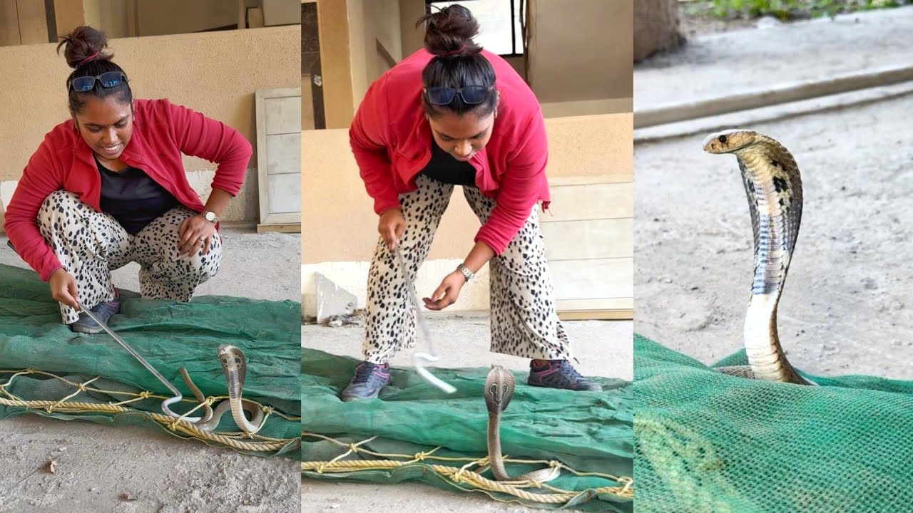 😳बापरे कोब्रा साप नेट मधून अचानक कसा बाहेर आला पाहा🐍 Cobra Snake attack 😳