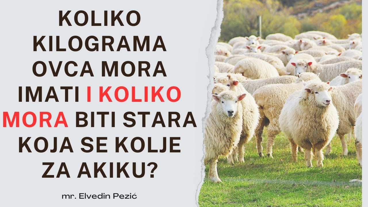 Koliko kilograma ovca mora imati i koliko mora biti stara koja se kolje za akiku? - Elvedin Pezić