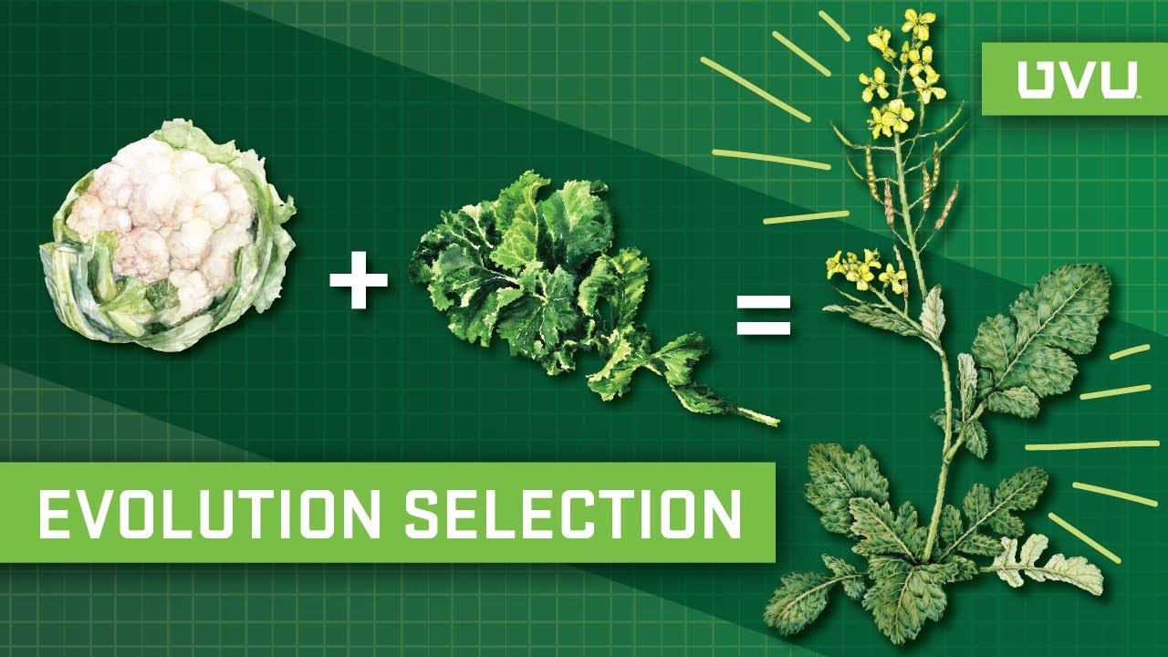 Evolution and Selection of Plants