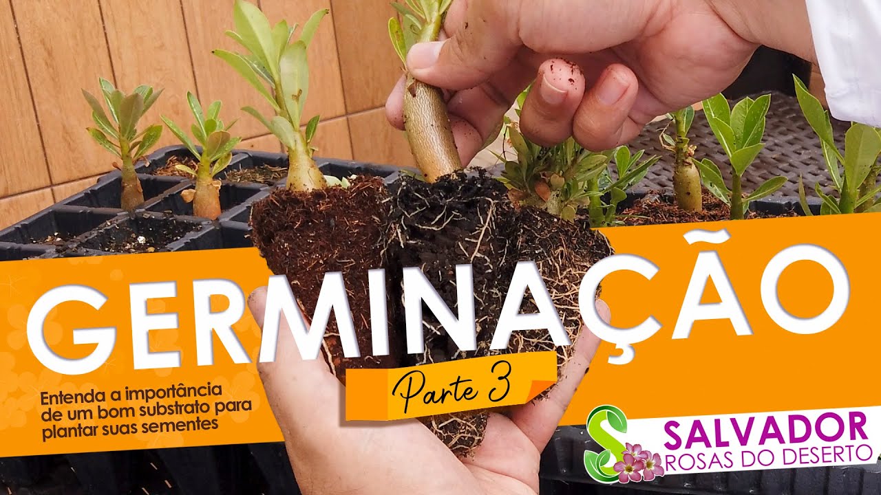 TESTE SUBSTRATO VIDEO 3 Sabe qual o melhor substrato para germinar sementes, nos testamos para você
