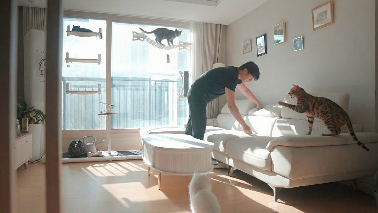 How I Keep a Small Apartment Clean With 4 Cats