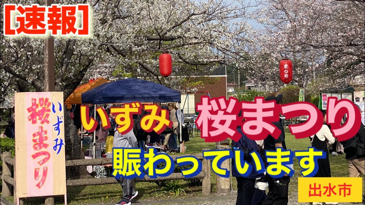桜まつり　2024年3月31日　鹿児島県出水市　特攻碑公園
