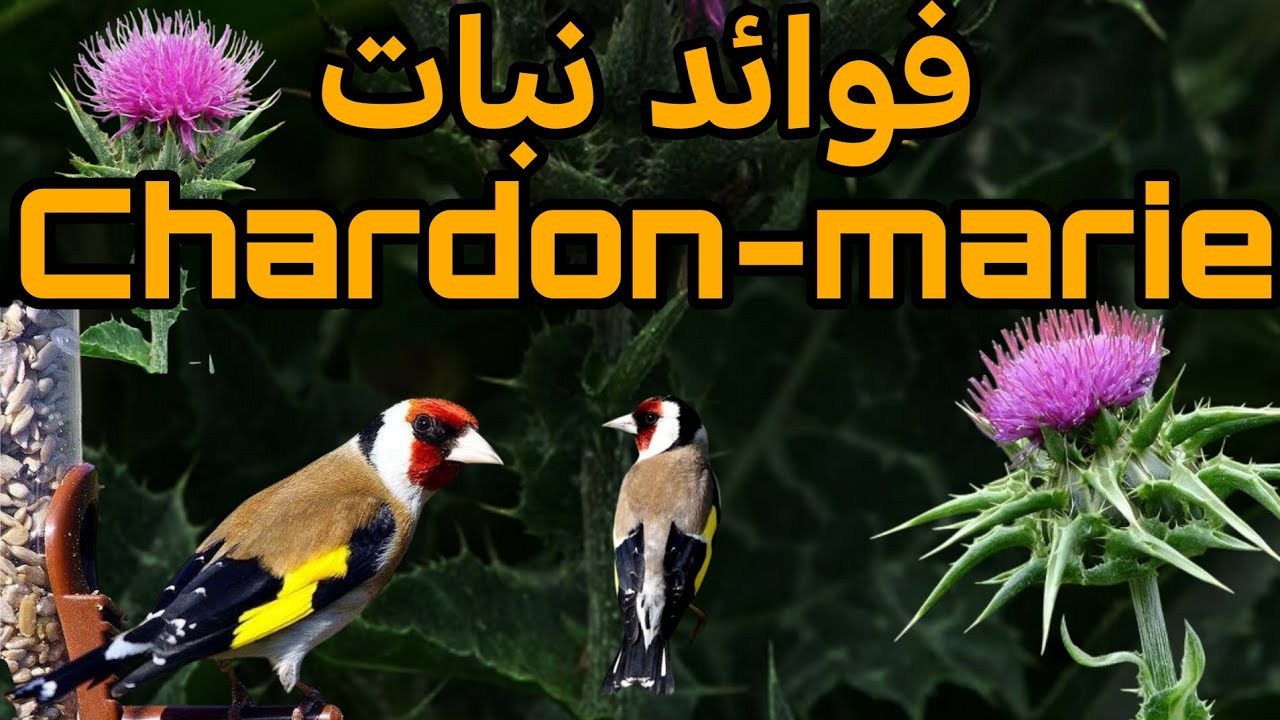 فوائد نبتة Chardon-marie مع تقديم بعض النصائح كما جرت العادة  