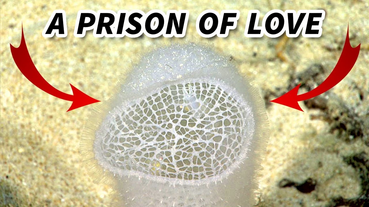 Glass Sponge Facts: a LOVE PRISON | Animal Fact Files