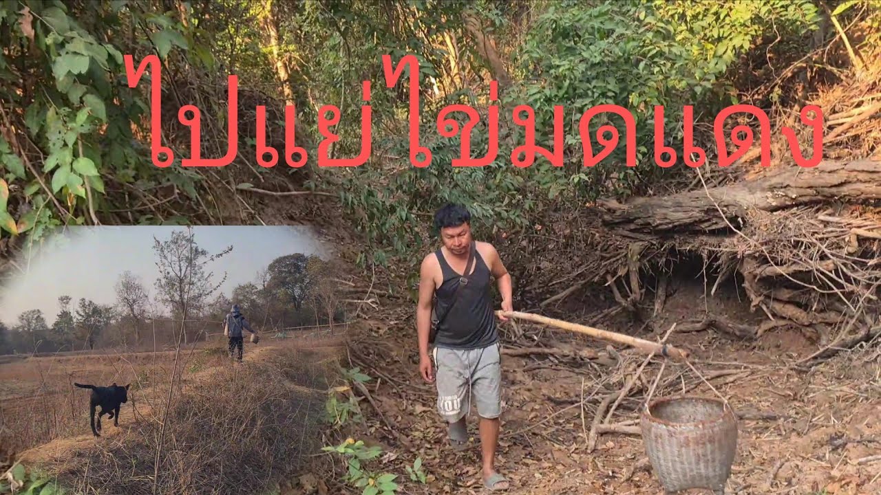7 กุมภาพันธ์ ค.ศ. 2026