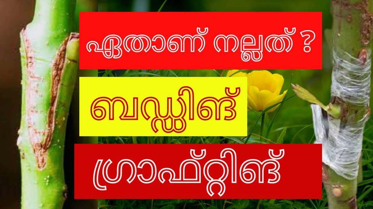 ബഡ്ഡിങ് or ഗ്രഫ്റ്റിങ് ഏതാണ് നല്ലത് ? | budding vs grafting . AMALA AGRI MEDIA