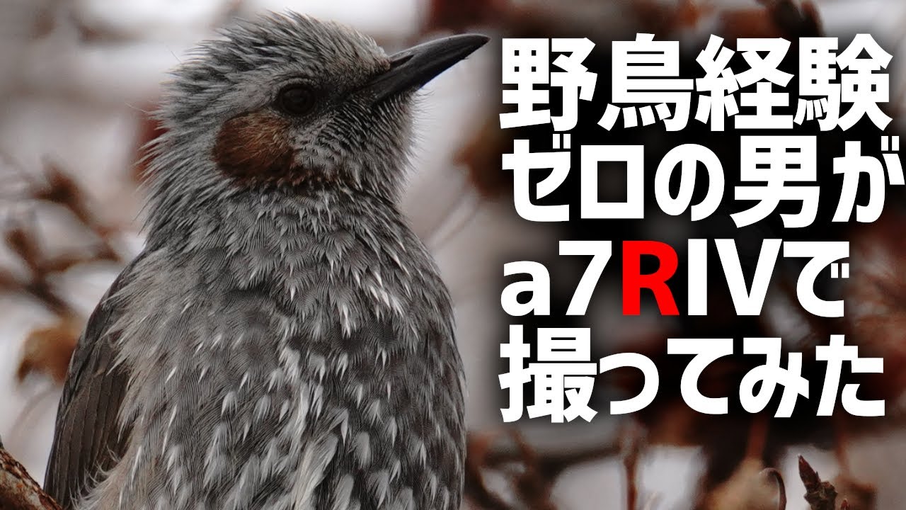 野鳥撮影経験ゼロの男が届いた次の日にフルサイズミラーレスカメラa7RⅣで撮影してみた