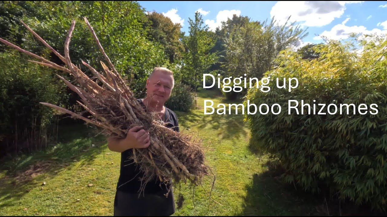 Controlling running bamboo with a Spade & Rhizome Trench