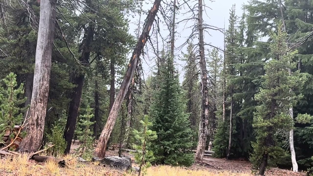 Little Forest Drizzle Nature Sound for Ambience, White noise, Relaxation, Mind, Focus, and Sleep