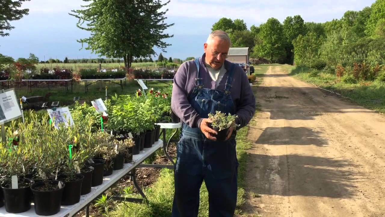 My Plant Sale