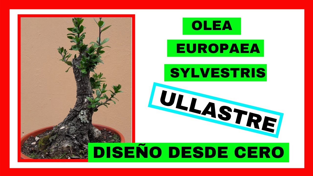 🌿 OLEA EUROPAEA SYLVESTRIS 🌿 // ULLASTRE // ACEBUCHE // DISEÑO DESDE CERO