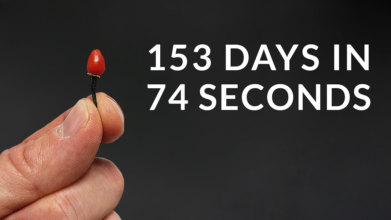 Growing FIRECRACKER CHILI PEPPER Time-Lapse
