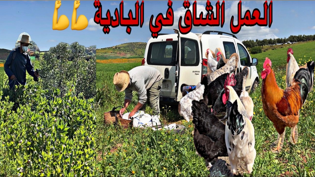العمل لاينتهي في البادية أجواء العمل ماشاءالله نهار عامر خدمة أجيو نشوف الدجاج في المسرح الجديد