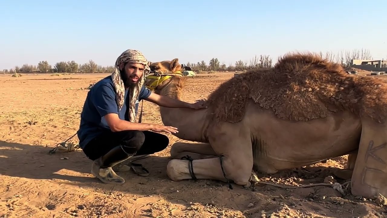 عسف وتطبيع تعليم  القعود على تنويخ  الجلوس تبريك وتطبيع على الركوب