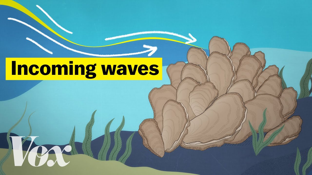 How oysters can stop a flood