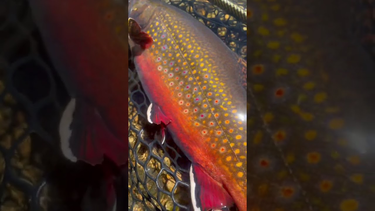 MY BIGGEST Brook Trout! Fell in LOVE with IT