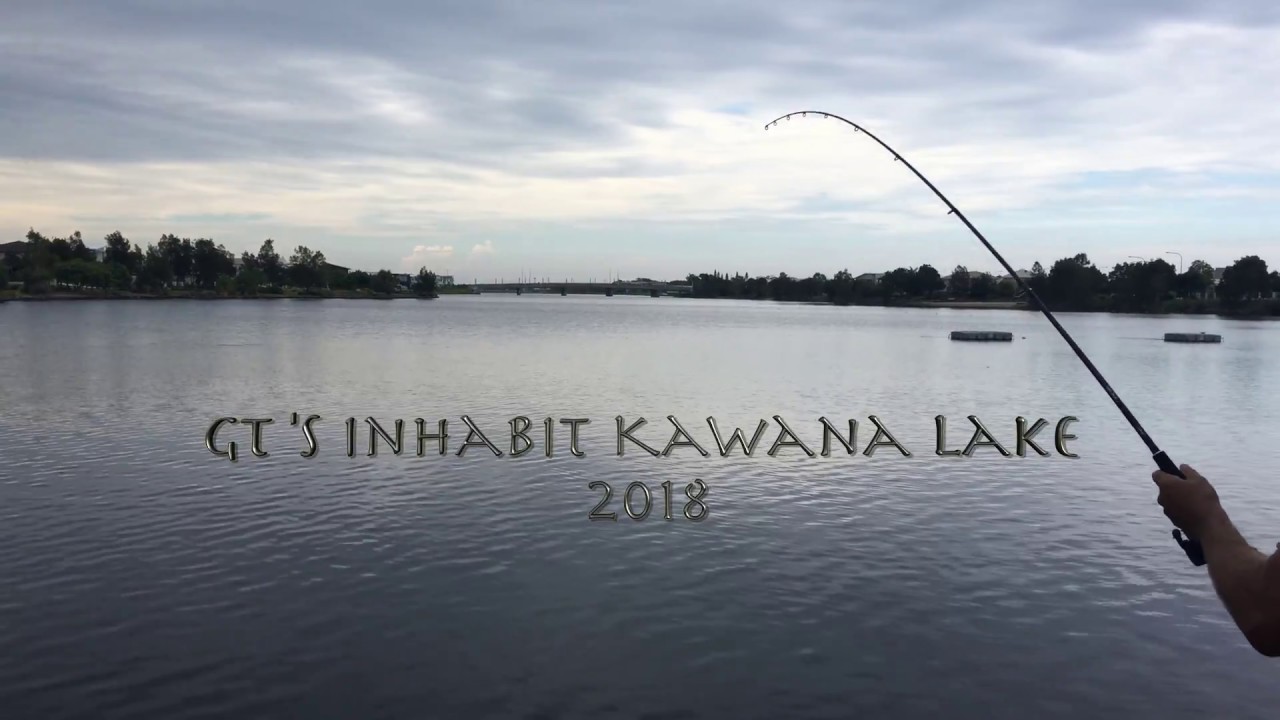 GT's Inhabiting Kawana Lake.