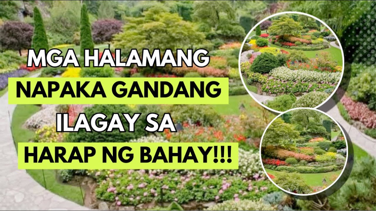 THE BEST NA MGA HALAMAN PARA SA LANDSCAPE!