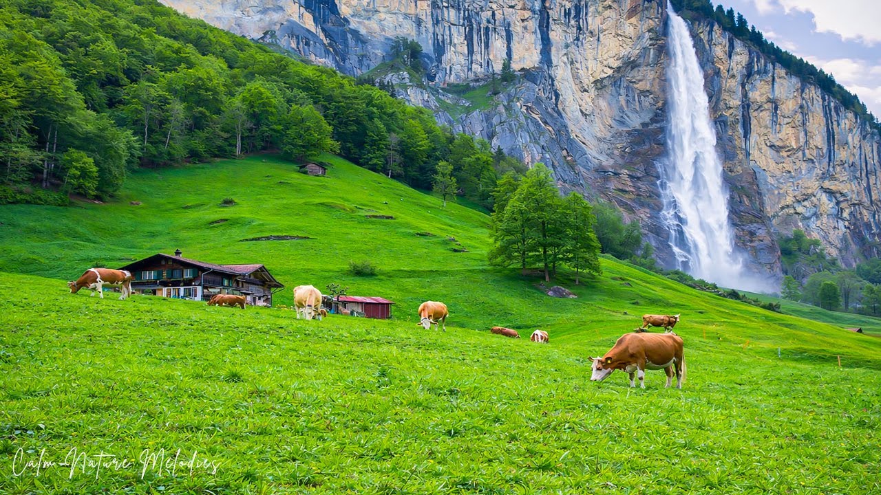 Музыкальная терапия 🌿 успокаивает нервную систему и освежает душу.