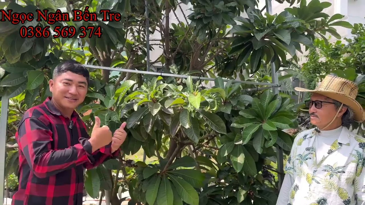 Nhân giống Hồng xiêm ruột đỏ tại Mr Man Farm | 0386569374 - Ngọc Ngân Bến Tre | Chuyên cây độc lạ